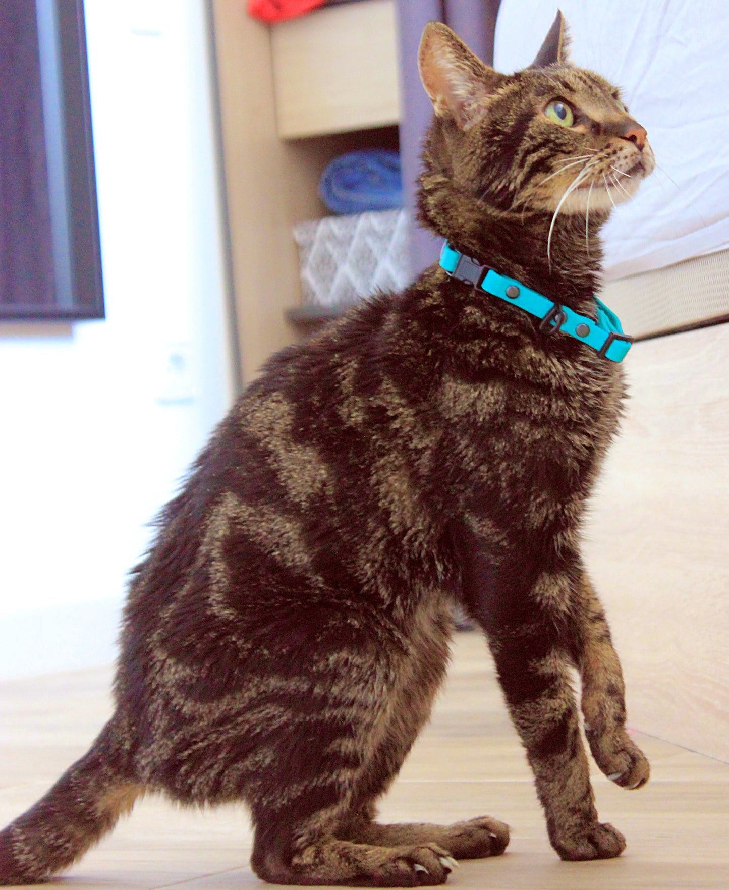 Collar Hexa Pro